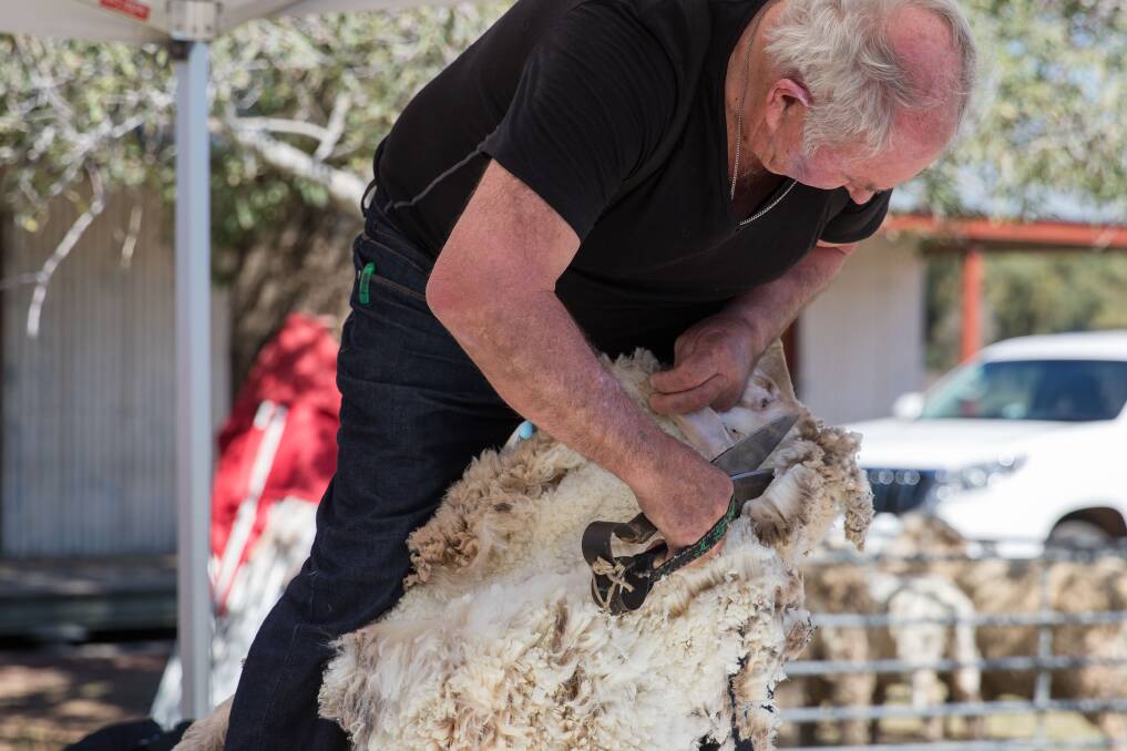 Click go the shears: New Zealand blade shearing legend, Peter Casserley, showing his skill at the Blackall Woolscour. Picture: Lisa Alexander Photography.