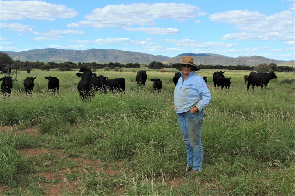 Contentment: With the Expedition Range in the background, Bloss Hickson's Rolleston Brangus herd is enjoying some good buffel grass at last. Pictures: Sally Gall.