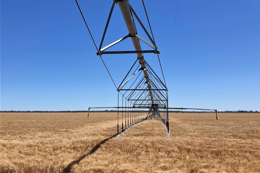 The 15-span overhead travelling irrigator and its 750 sprinklers.