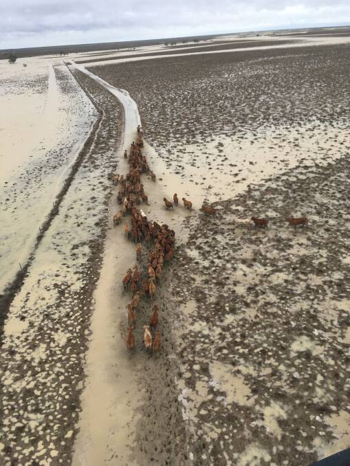 Camille and Marty Rogers, Carnwath Station, 100km south west of Richmond, began moving cattle to higher ground on Sunday knowing further rain would fall in their catchment. Picture: Marty Rogers