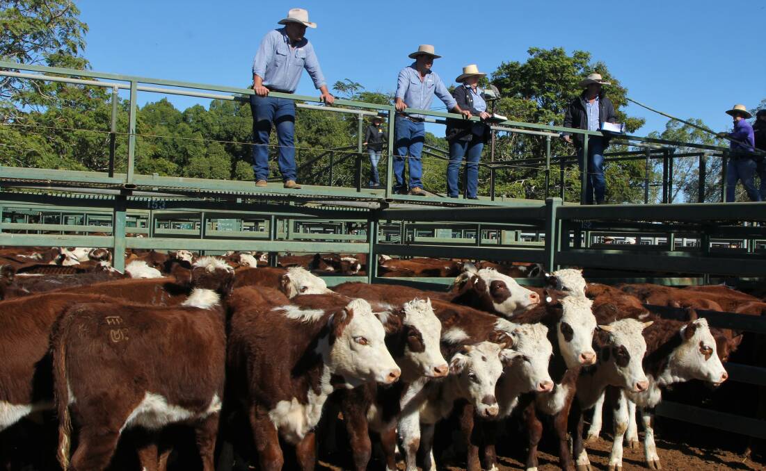 Keough, Wirth and Pedley, Boonamerrie, Longreach, offered these young heifers.