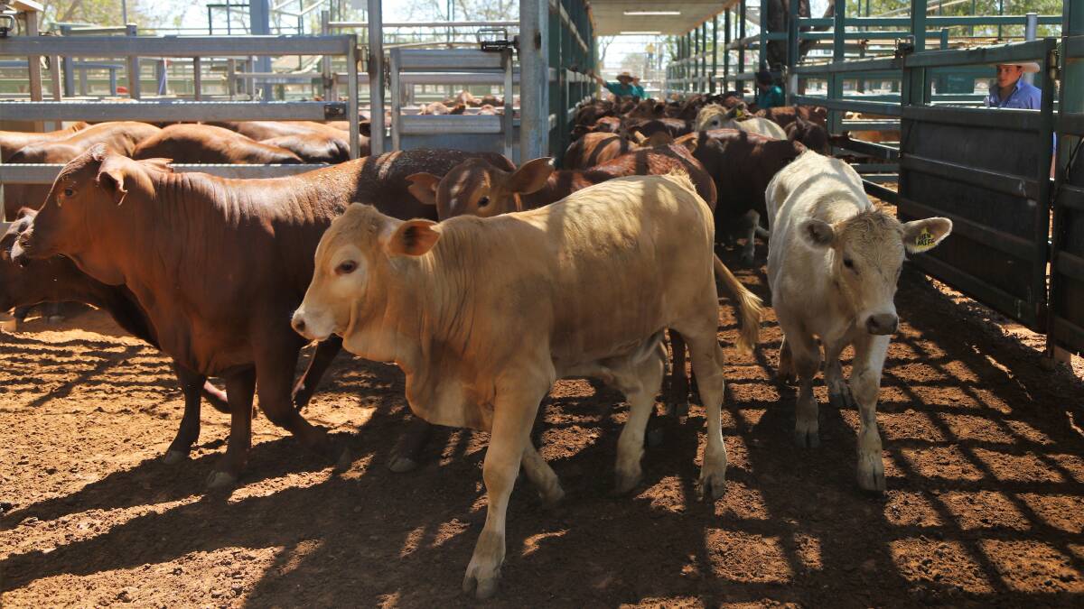 Weaners from the Angus family, Glenariff, Prairie, heading to the scales at Blackall to be weighed.