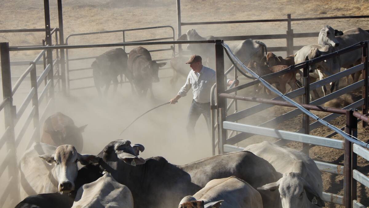 Senator Anning was put to work on the drafting gate during his recent trip around the north and central west.