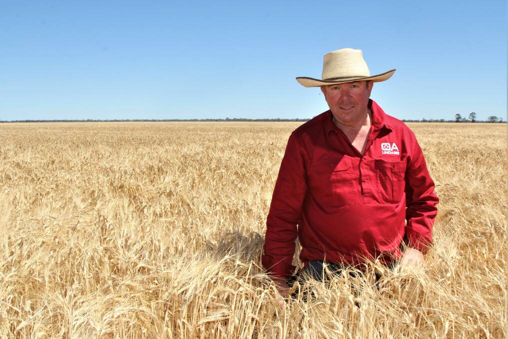 Undabri farm manager Chris Edmonds in the 220ha paddock of irrigated Planet barley, which is expected to yield about nine tonnes a hectare. Pictures: Sally Gall
