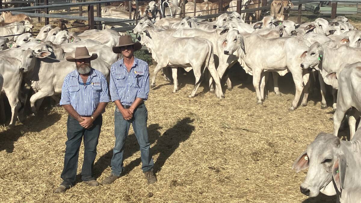 Queensland Rural agents Craig Herring and Ben Hewitt pictured with some of the heifers sold on account of the Lawn Hill and Riversleigh Pastoral Holding Company. Picture: Supplied