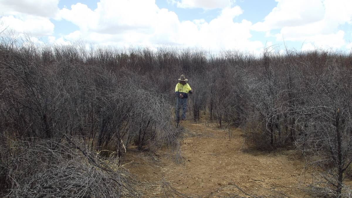 Desert Channels Queensland's field supervisor Peter Spence inspects their Prickly Acacia eradication program's 99.96 per cent kill rate. Picture supplied by DCQ.