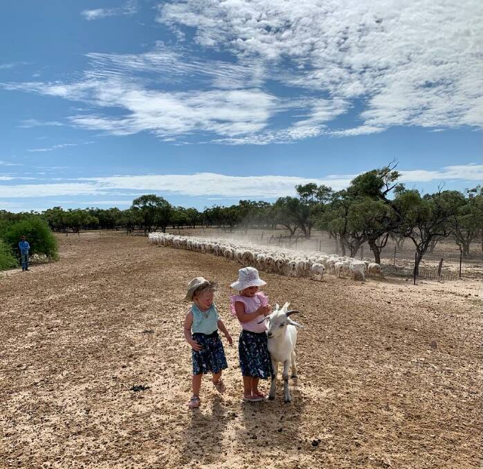 Thea and Grace Francis, who have had lots of pet goats since the family began stocking them, out inspecting an Aussie White mob on Tocal with their parents. Photo supplied.