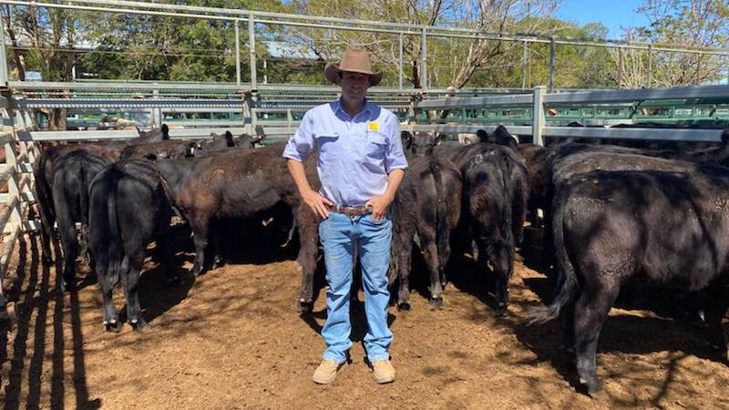 Paton Fitzsimons, Ray White Livestock Blackall, with the line of steers account RA Russell, Sumnervale, Blackall with steers that made 435c/kg. Picture supplied.