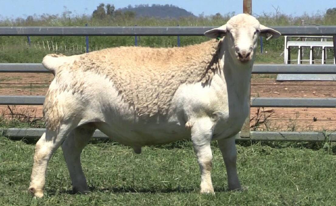 The Jukes family, Tregonning, Morven, purchased the top priced white dorper ram for $2400 from Amarula stud.
