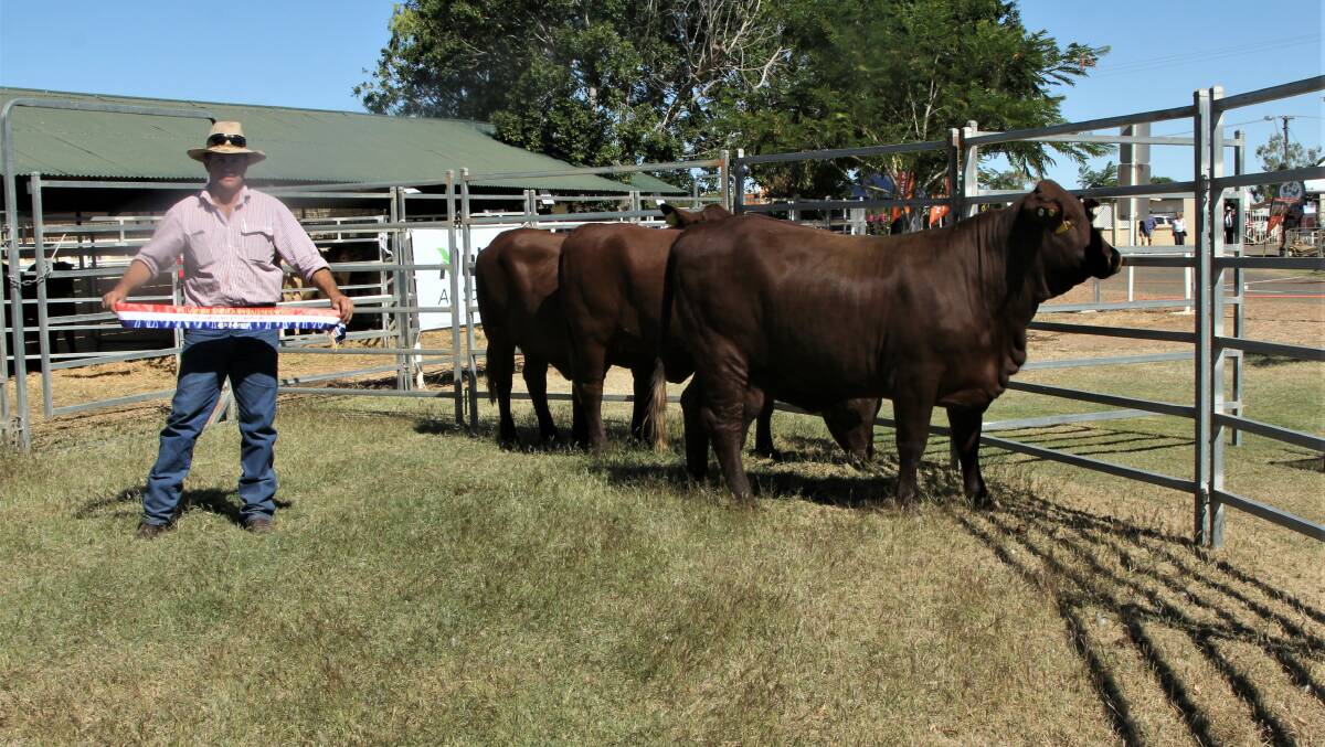 Alice Downs manager Andrew Petersen with the supreme champion cattle exhibit, a pen of Santa Gertrudis heifers.
