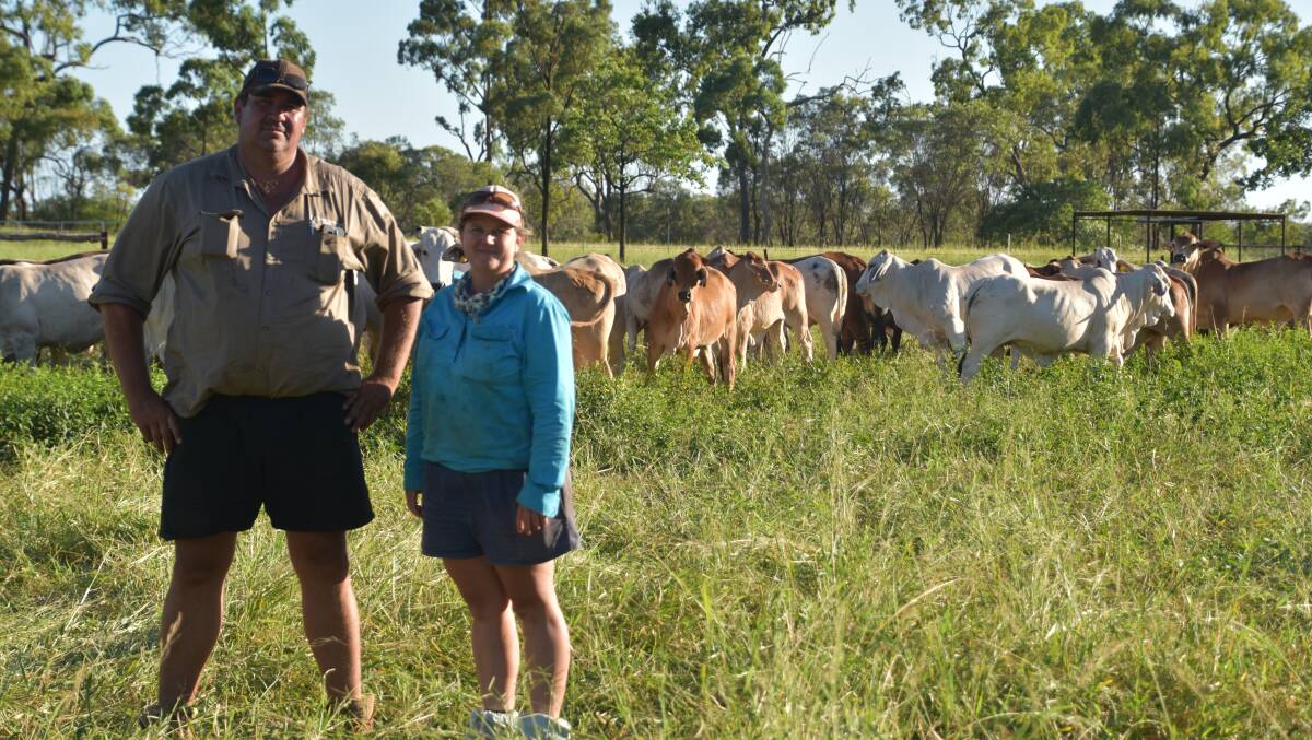 Charters Towers graziers Shane and Kylie Stretton with a mob of No.0 weaners destined for either their breeder herd or live export towards the end of the year. Picture - Linda Piddick.