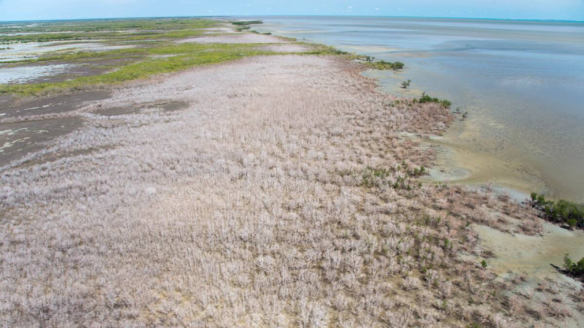 Bleached: A photograph showing the extent of the mangrove dieback occurring at Limmen Bight. Picture: contributed.