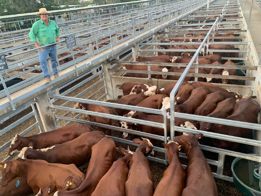 Trent McKinlay, Nutrien Ag Solutions Rockhampton, with the Riethmuller familys run of 256 Braford-cross heifers that sold for a top of 508.2c/kg, with the lead pen returning $1648/head and the whole run averaging $1390/head. Picture supplied.