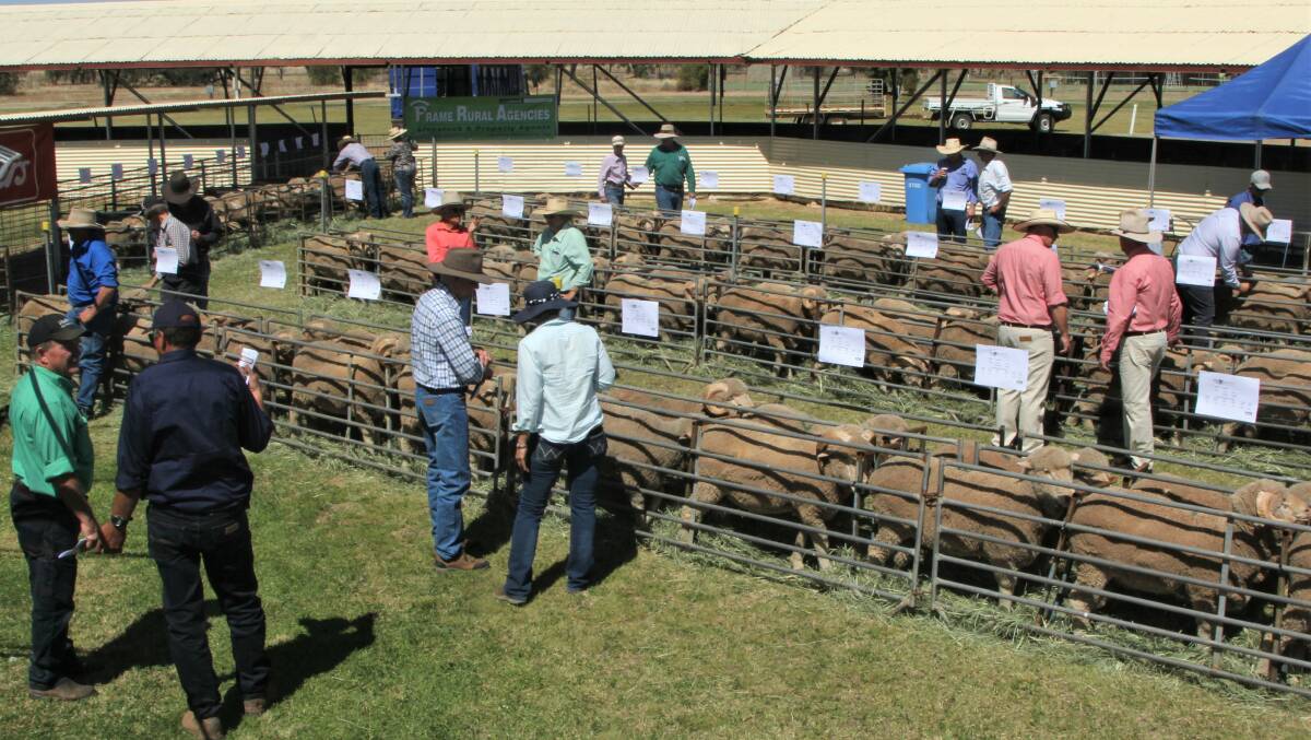 Prospective buyers came from around western Queensland to inspect the rams on sale.