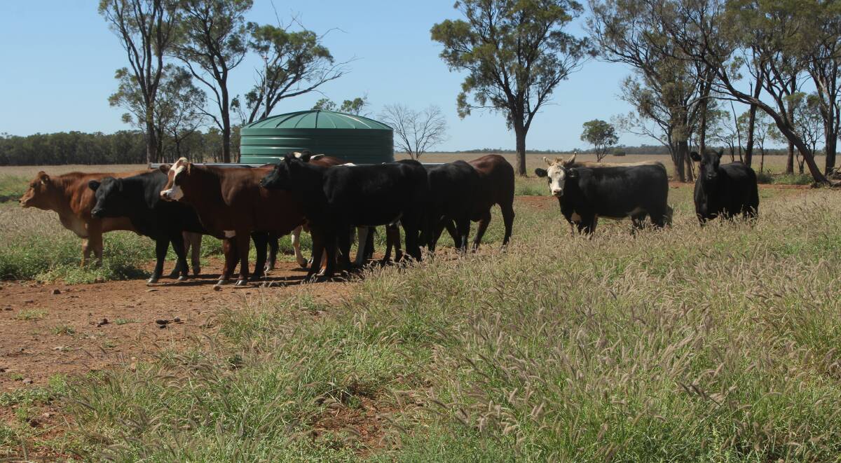Breed isn't as important to the Bassetts as is how the cattle they buy perform in the paddock.