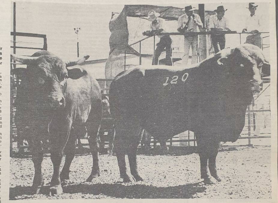 Afrikaner bulls were sold on account of Peter Cottam, Newstead, Bowen, who had been raising the breed on his property for 16 years. 