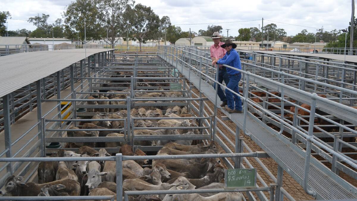 Garry Cartwright, Elders Dalby, and Rewan manager Mick Millewski with some of the Brahman steers sold at Emerald this week. Photo supplied.