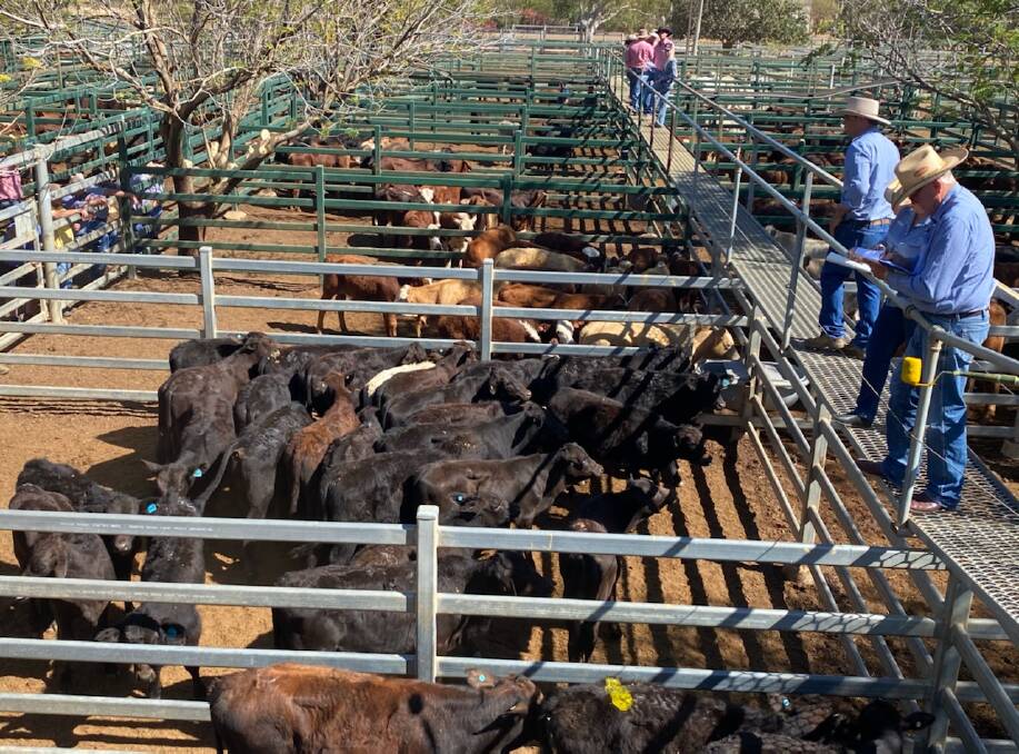 New record: The Blackall GDL team selling the weaner steers from Elis, north of Muttaburra, that made 510.2 cents per kilogram at last Thursday's sale. Picture supplied.