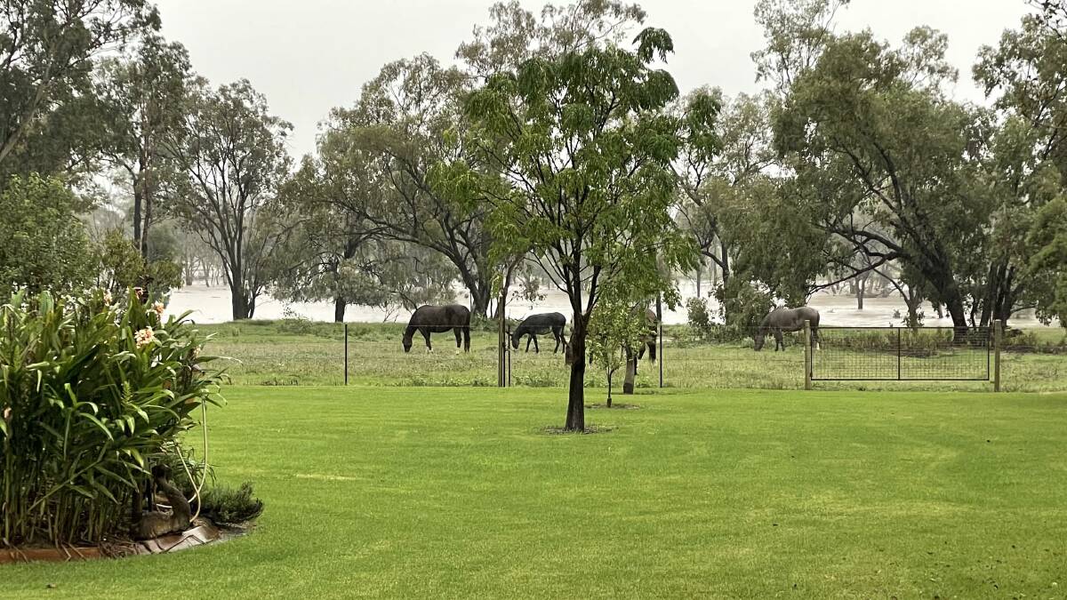 The Chiconi family is keeping an eye on Hoganthulla Creek from their homestead at Taylor's Plains north of Mungallala. Picture - Jo-Anne Chiconi.