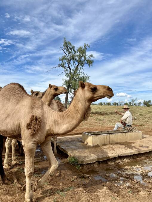 Camels have easily blended into the landscape on the Hart's Blackall property. Picture: Alina Hart