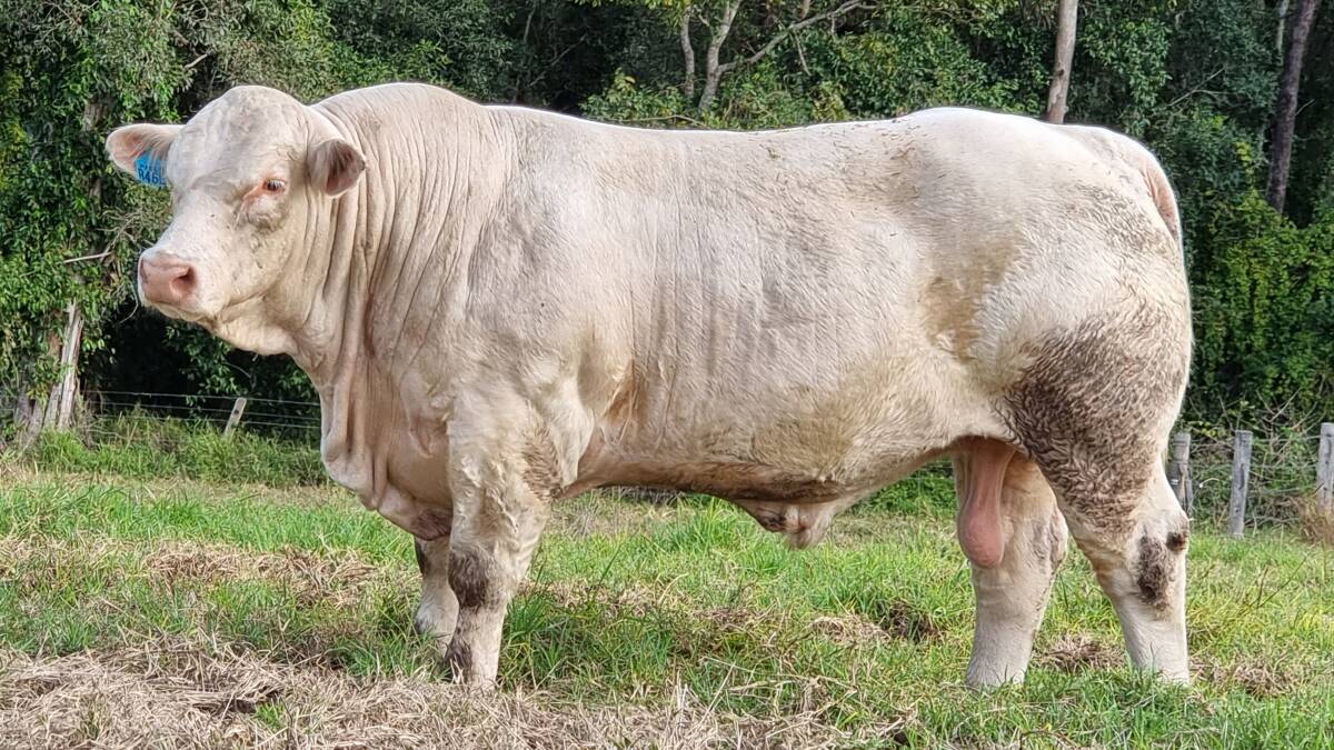 SO CLASSY: Lot 21 RUU R46E Elridge Reload (P) will be offered for auction at the Eidsvold Saleyards next month. Photo: Supplied