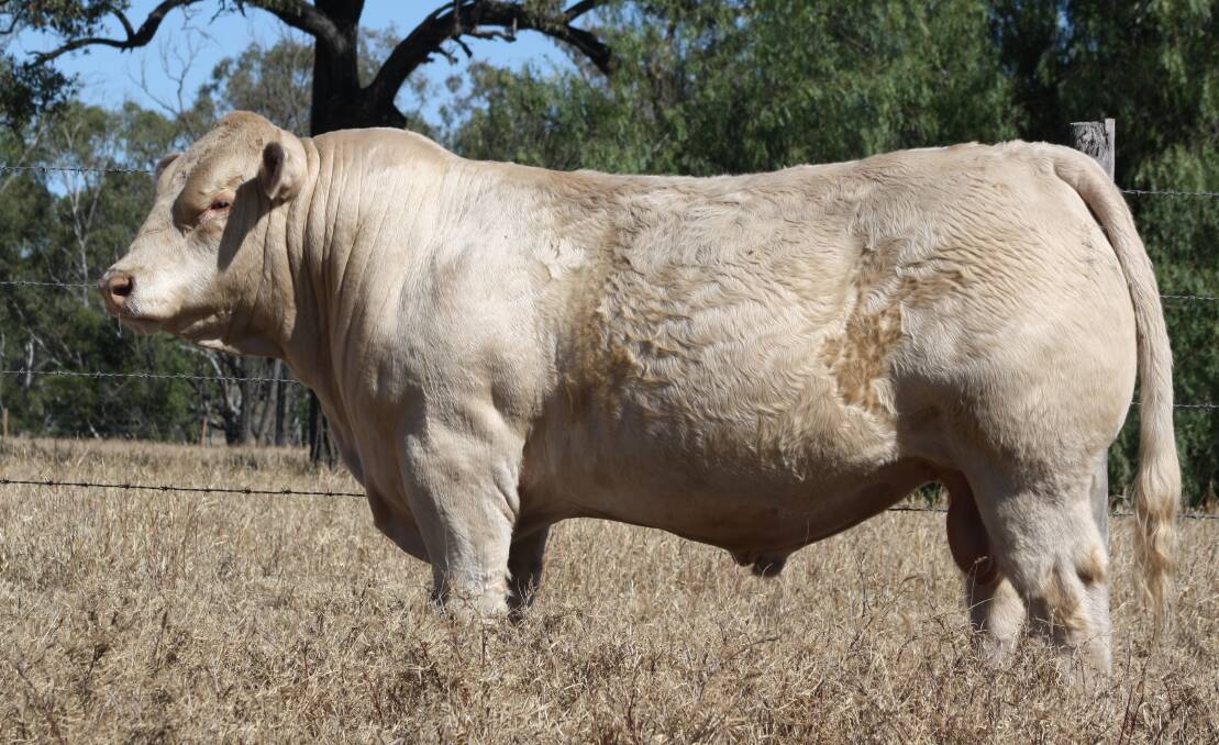 GOOD TYPE:4NG R19E Lot 3 Clare Robin Hood is a prime example of the quality being offered at the Eidsvold Saleyards by Clare Charolais and Elridge Charolais. Photo: Supplied