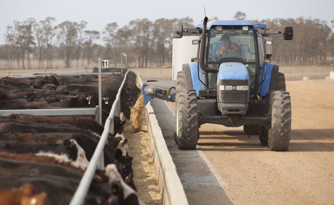 FEEDING TIME: The feedlot at Wilga is licenced to carry 5000 head of cattle. Photo: Supplied 