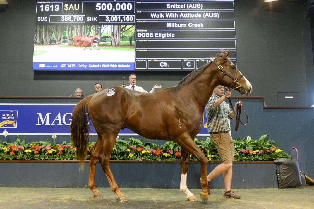 BEST BUY: Bloodstock agent Suman Hedge had the last bid on the Snitzel-Walk With Attitude colt, which sold for $500,000 on the opening day of the Magic Millions national yearling sale. Photo: Magic Millions