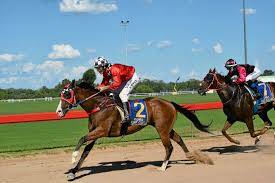 BUSY MAN: Trainer-jockey David Rewald will ride his own horses in each of the six races at Longreach on June 20.