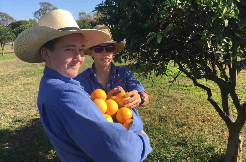 Rockhampton Grammar School students harvested oranges and donated 600kgs of fruit to foodbank.