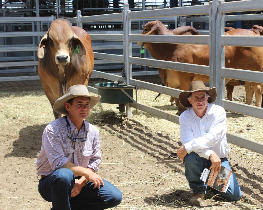 Reade Radel, Yebna Injune, and Brett McCamley, Fern Hills Grazing Bajool, with the $40,000 bull.