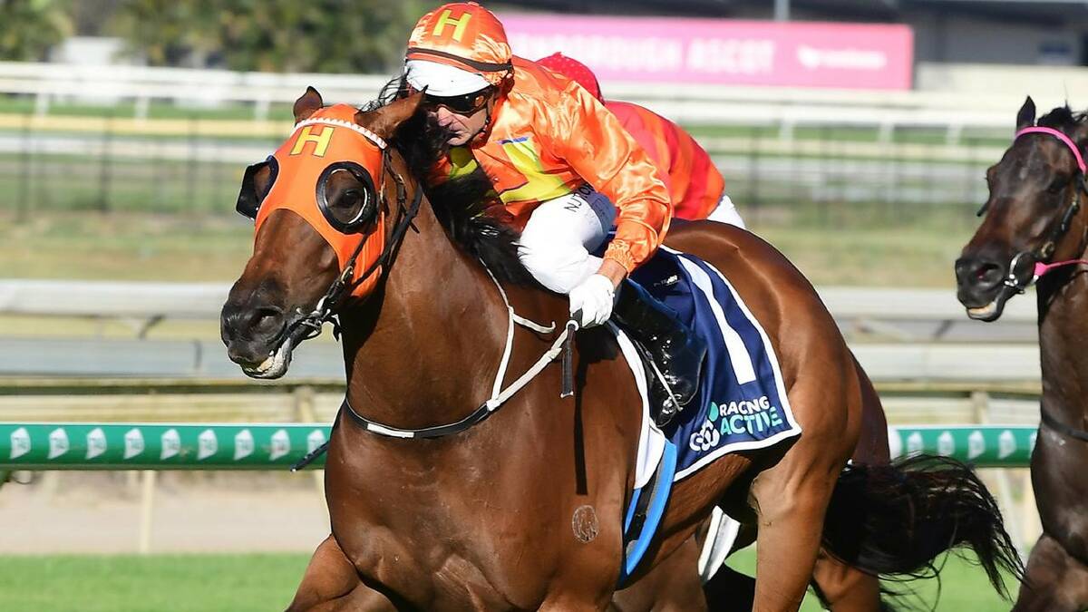 PRIMED TO PERFORM: Cult hero The Harrovian has a few things going his way in his quest to win the $1.5 million Stradbroke Handicap.