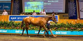 Selling action is heating up at the Magic Millions auctions on the Gold Coast.