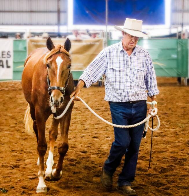 NEW GROUND: Unlike previous sales the 2020 Nutrien Supreme Birthday Bonanza will go online and in 2019 Stephen Kneipp presented the top priced Led horse with Kniepps Carinya selling for $26,000. Photo: Charlie Keegan Creative