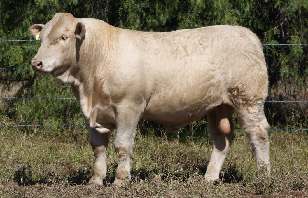 MUST SEE: 4NG R13E Lot 12 Clare Superstar (P/S) could be one of the feature lots offered at the Eidsvold Saleyards on behalf of Clare Charolais and Elridge Charolais. Photo: Supplied