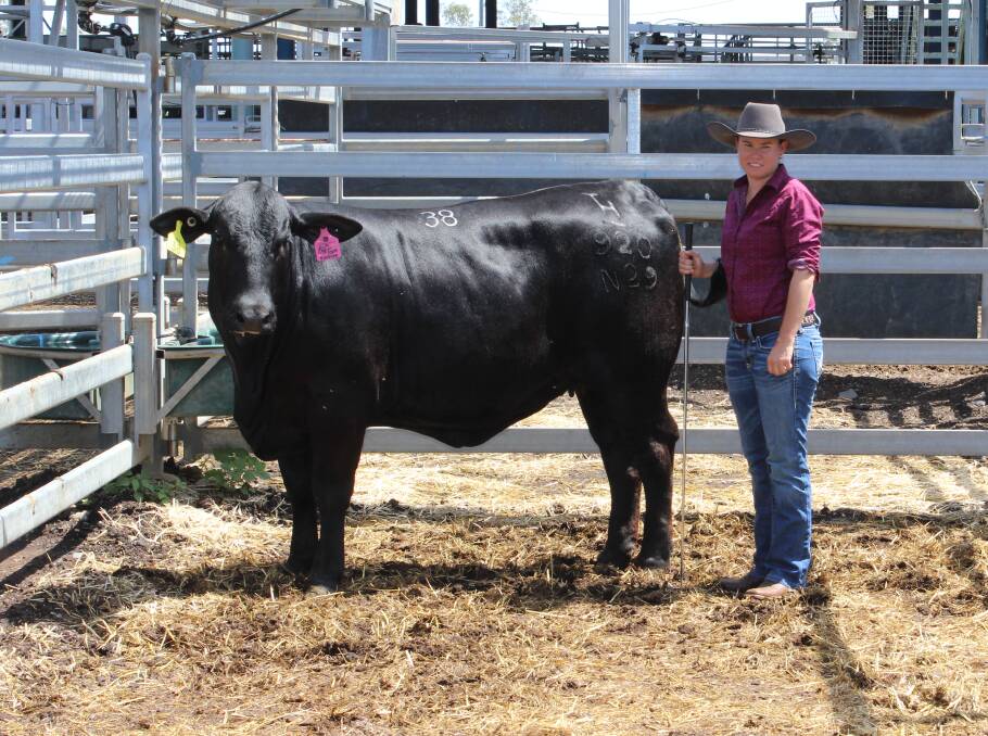 Fiona Pearce, Telpara Hills, Upper Barron, with Telpara Hills Miss Big Town 920N29 (P) bought for $13,000 by Wayne and Kellie Dobe, CPR Brangus, Ravenshoe.