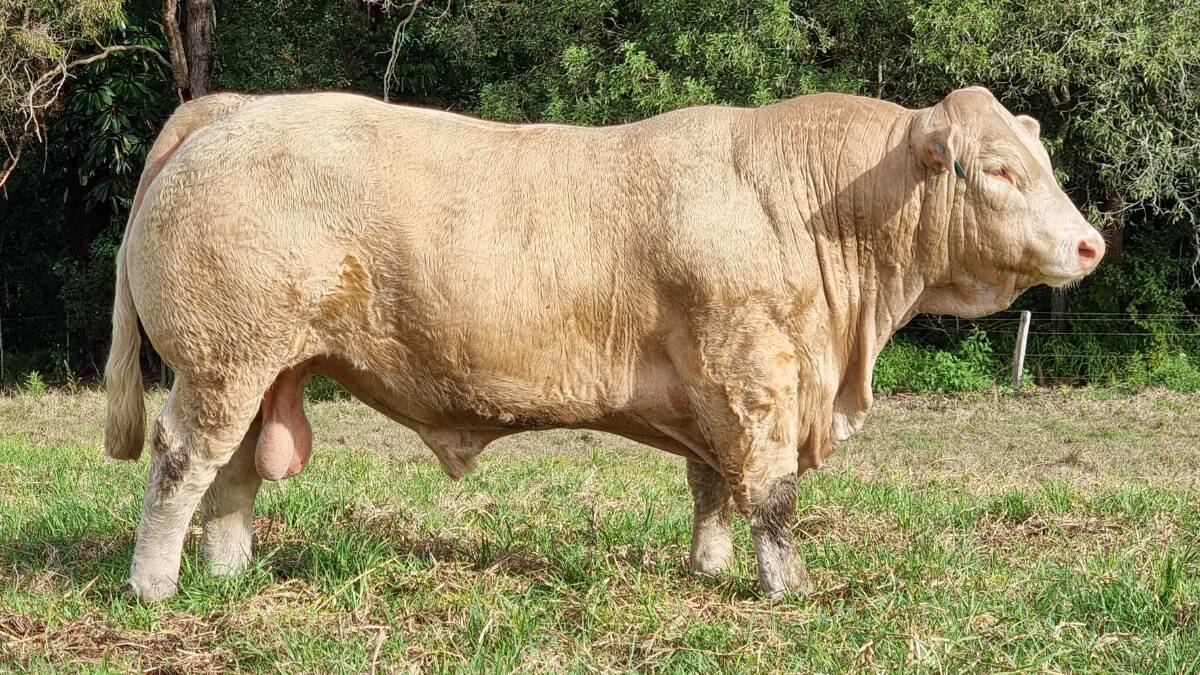 IMPOSING: Lot 20 RUU R118E Elridge Raptor (P) (RF) will draw plenty of attention at the Eidsvold auction. Photo: Supplied