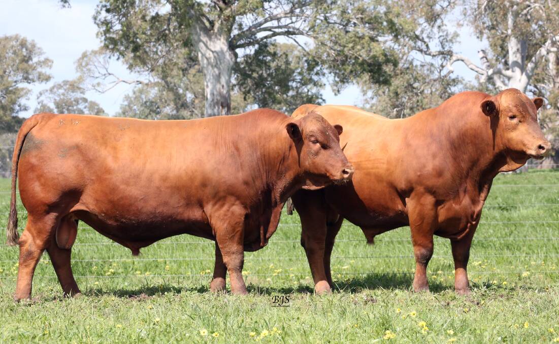 BRED TO PERFORM: Cattle produced by the Close family, Kurra-Wirra Red Angus Senepol Stud, are bred to handle the harshest conditions.