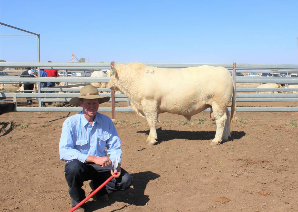 Dave Cass with the highest priced Charolais bull from the Ayr Charolais on-property sale at Mungabunda, Moura.