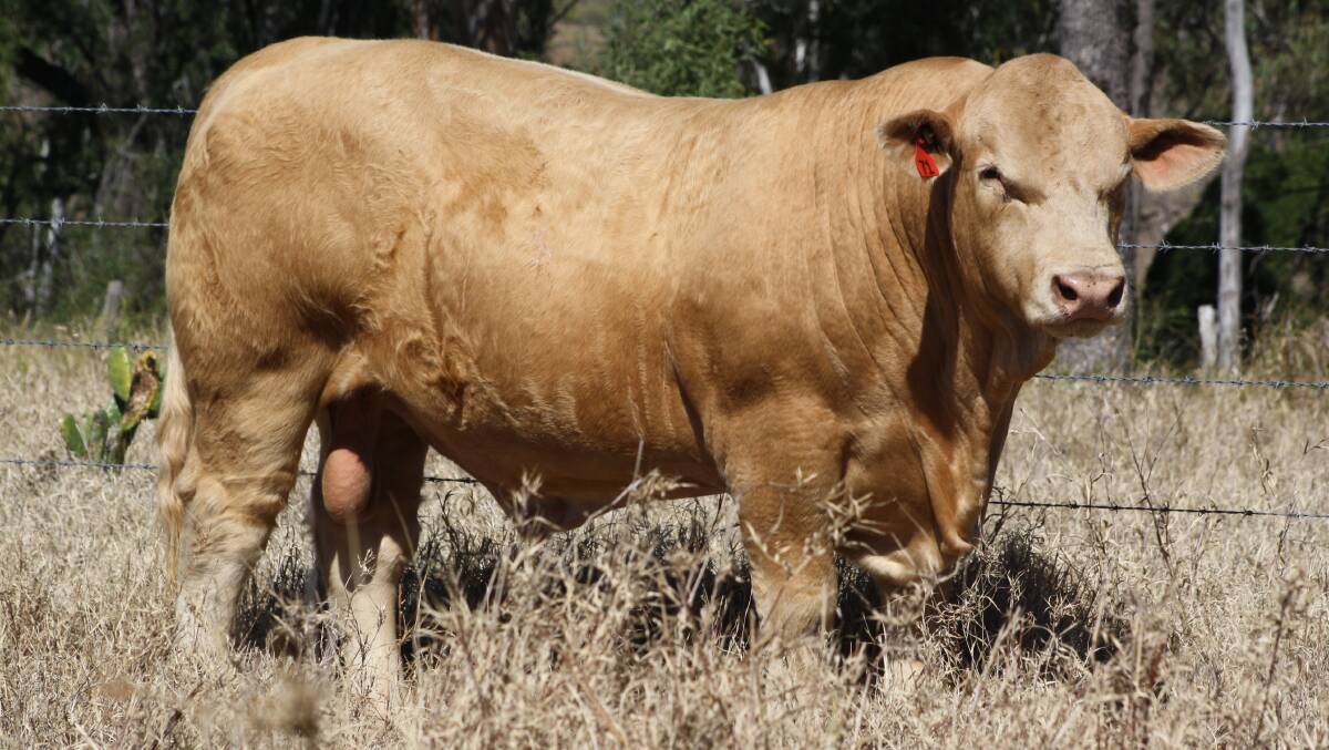 IMPRESSIVE: 4NG R71E Lot 4 Clare Russell (Homozygous Polled and R/F) will be among the bulls to be auctioned at the Eidsvold Saleyards on behalf of Clare Charolais and Elridge Charolais. Photo: Supplied