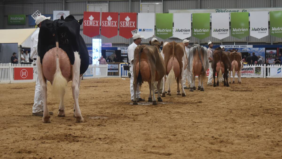 PREMIER SHOW: International Dairy Week is Australia's largest dairy show and culminates in the judging of Australian Grand Champion cow.