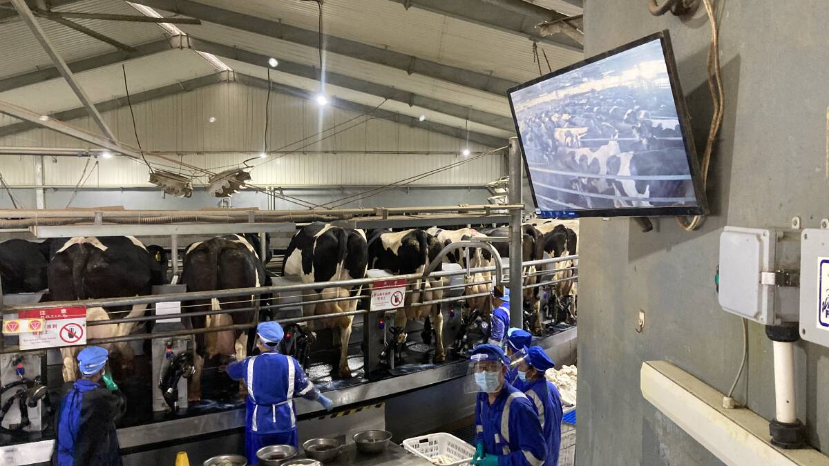Per cow milk production in China sits around 8000-10,000 liquid kilograms per year.