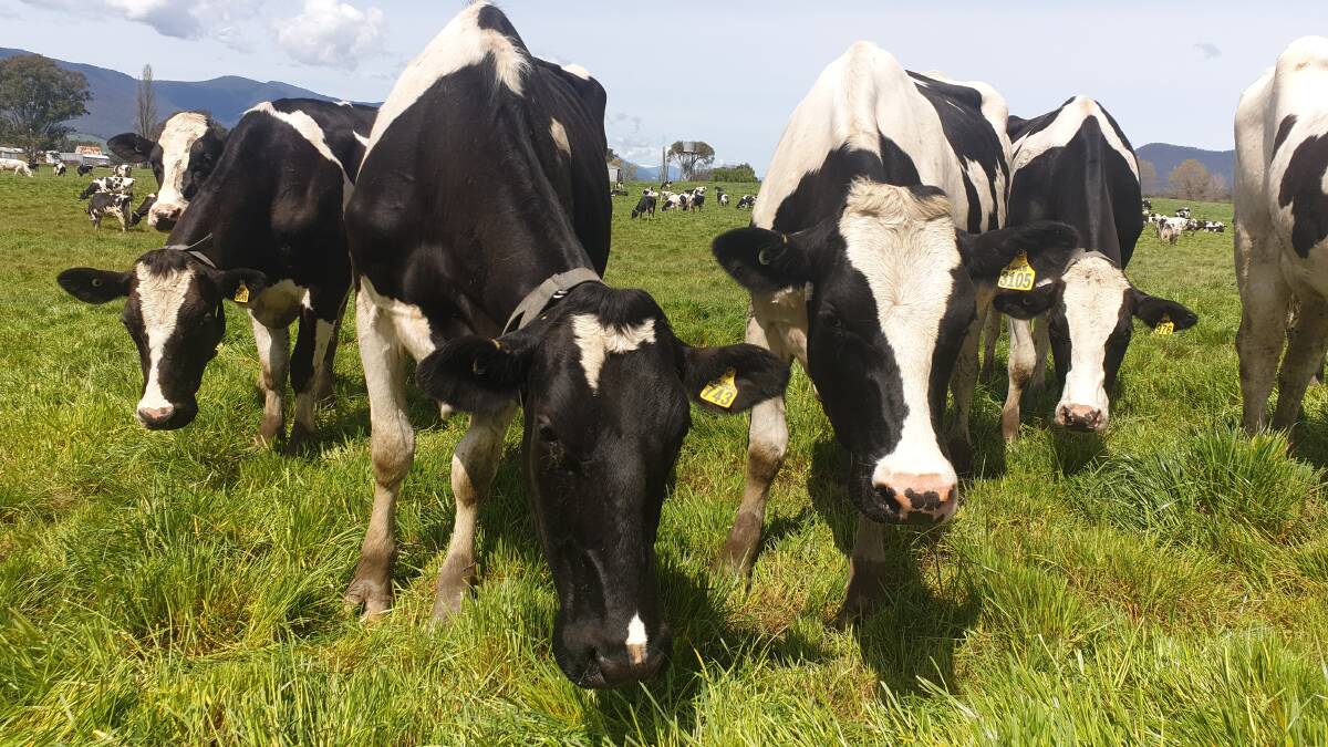 FALLING PRODUCTION: Falling milk production in Australia has seen Dairy Australia dip into reserves to fund programs as levy income has fallen.