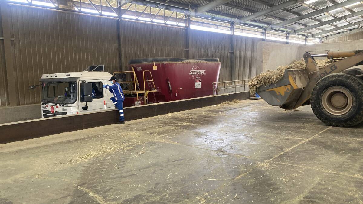 China has large-scale confinement dairy. It is modelled on the US system of freestalls, corn silage based total mixed ration (TMR) and sand bedding.