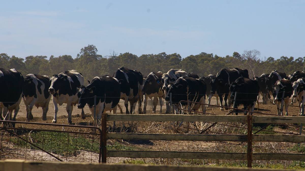 DRY TIMES: With the Bureau of Meteorology forecasting continued dry conditions, dairy farmers are unlikely to see any respite from high feed prices.
