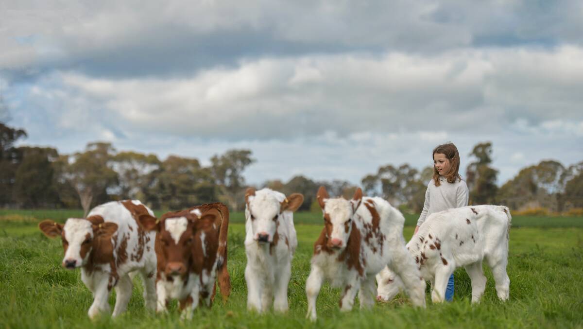 Lexie Ferguson with some of the robust pure Ayrshire calves on the Ferguson family's farm in northern Victoria. Photo credit: Fleur Ferguson Photography 