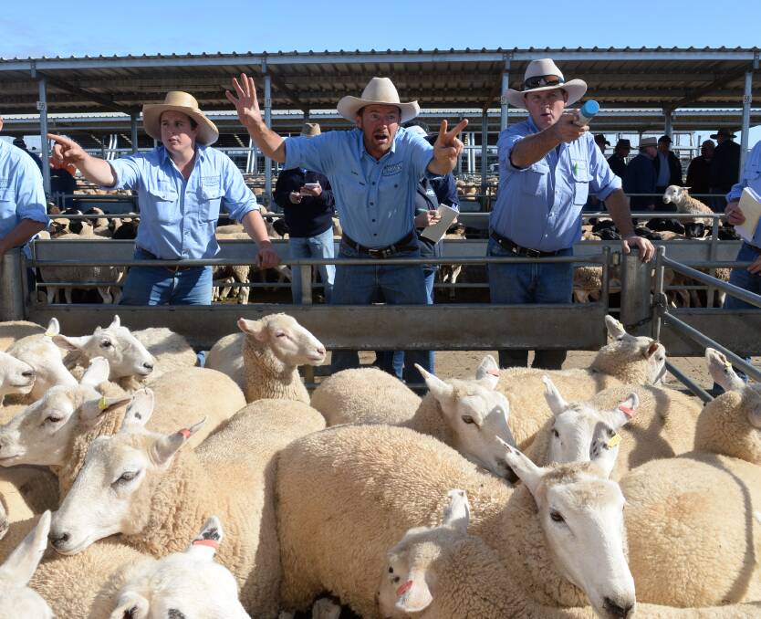 Mutton prices have jumped 25 per cent, year-on-year, while lamb prices climbed 11pc. Auctioneer, Luke Whitty of Kevin Miller, Whitty, and Co selling lambs at the Forbes Spring Sheep Sale. Photo Rachael Webb