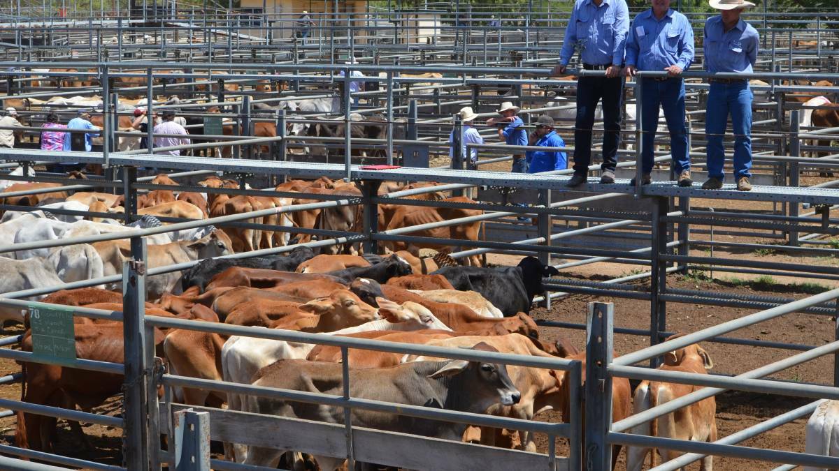 Bullocks 10 cents dearer at Charters Towers