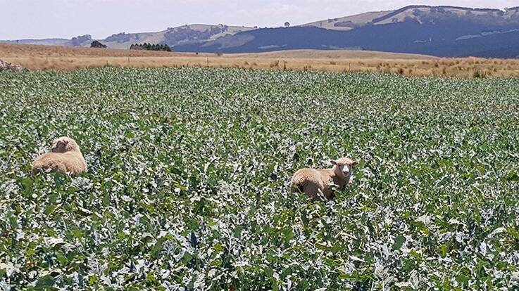 Lambs grazing Leafmore brassica at Mila, NSW, January 2019. Source MLA 