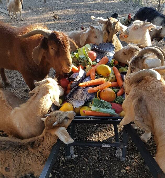 Goats enjoying some waste fruit and vegetables from Woolworths. 